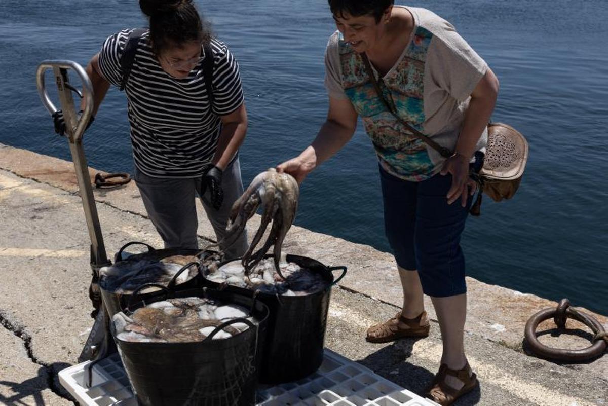 Dos mujeres comprobando varios pulpos en el puerto de Bueu en el arranque de la campaña.   | // J.TENIENTE