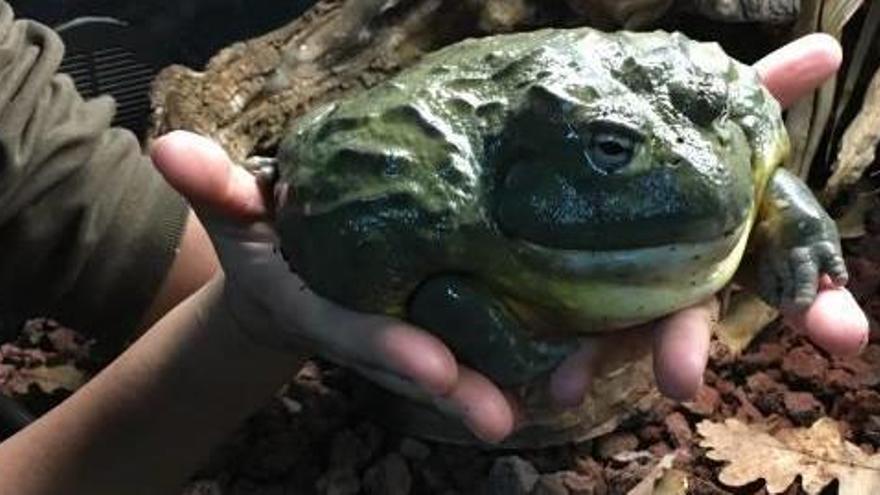 Una rana toro de 700 gramos llega a Terra Natura