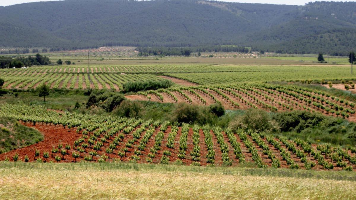 DOP Valencia: La tierra de los mil vinos