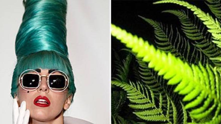 Lady Gaga presta su nombre a una nueva especie de helecho