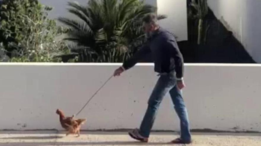 Coronavirus en Canarias | Saca a pasear a su gallina durante la cuarentena en Canarias