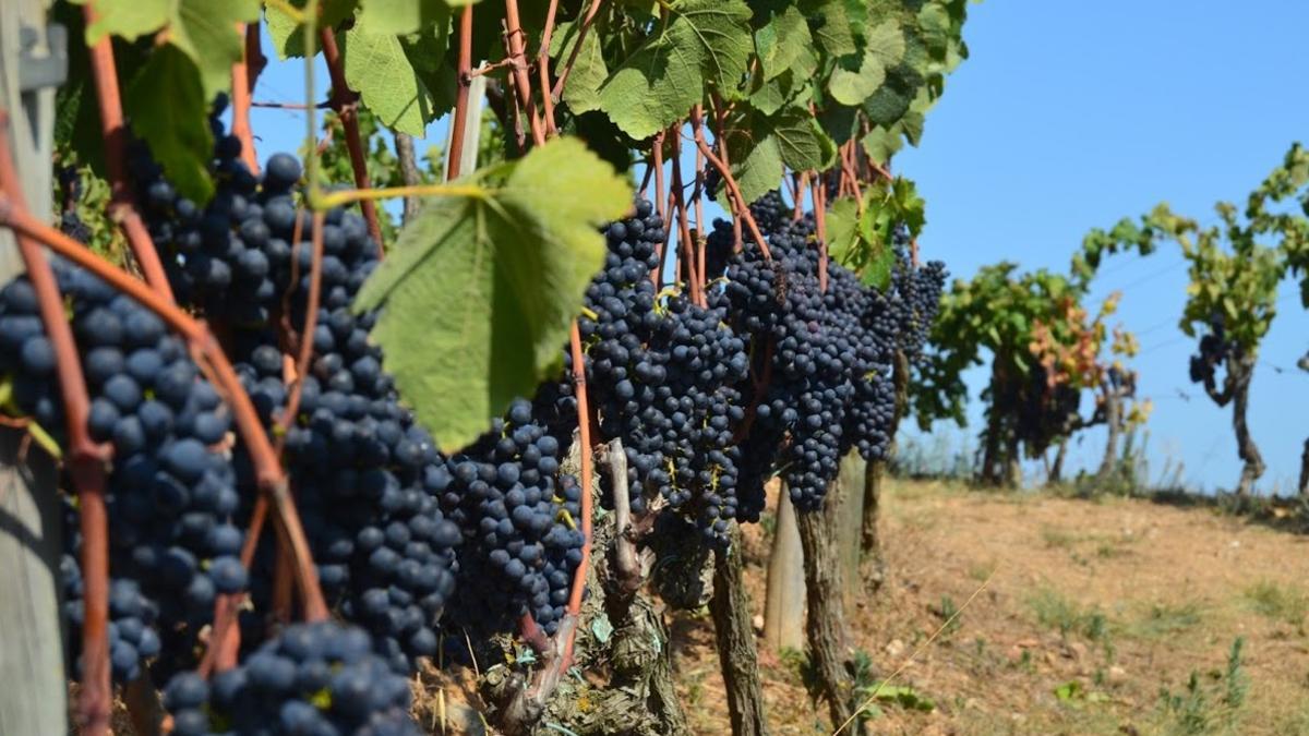 Viñas en el Parque Agrario de Sabadell.