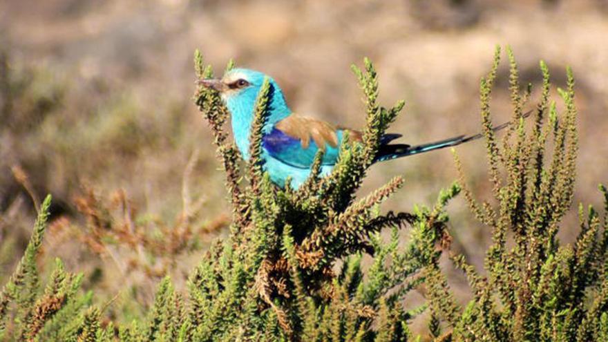 La carraca abisinia, un ave del Sahel que llega por primera vez a Canarias