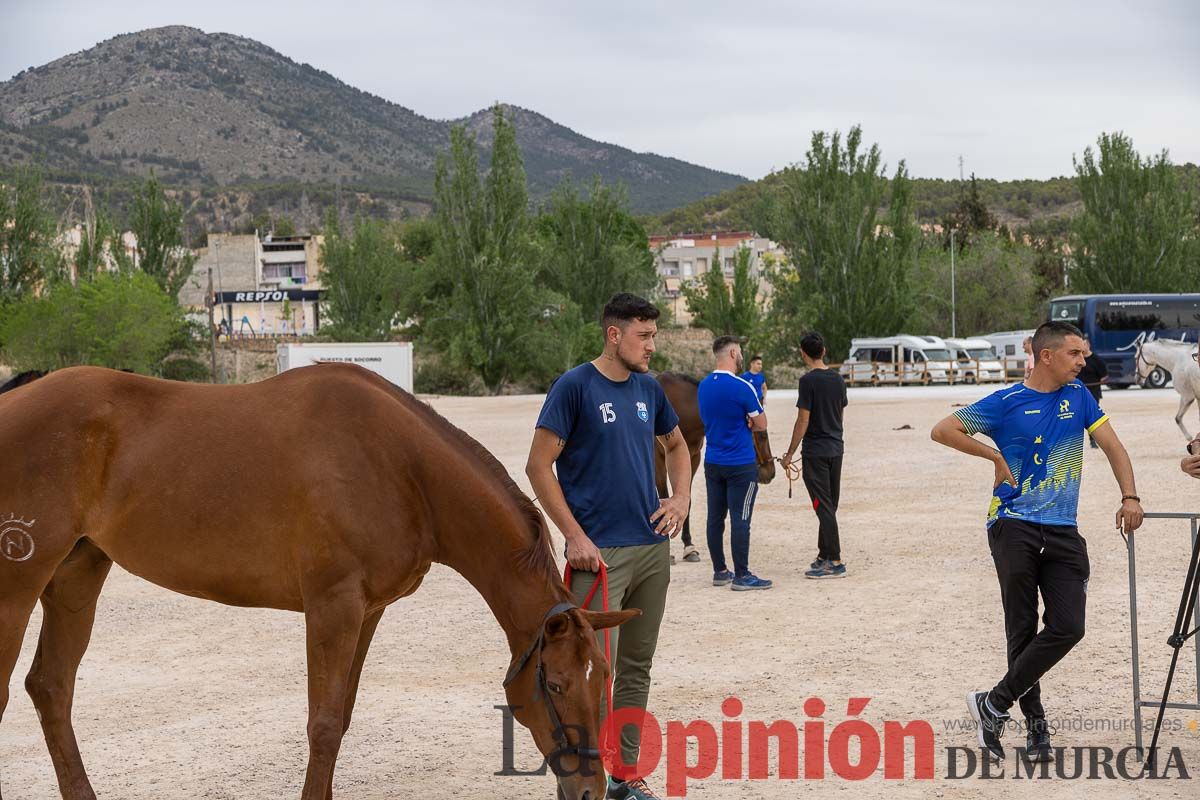 Control veterinario de los Caballos del Vino en Caravaca