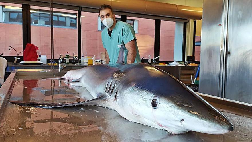 Momento de la necropsia al tiburón azul hallado en Alicante. | LEVANTE-EMV