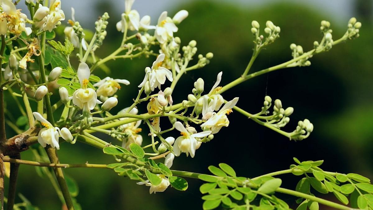Flores de moringa.