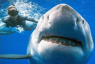 Nadan y se fotografían con Deep Blue, el tiburón blanco más grande del mundo