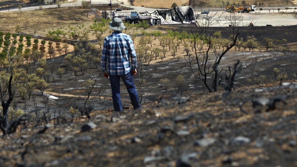 Estado de un campo de cultivo en la zona de Ateca tras el incendio sufrido el pasado mes de julio.