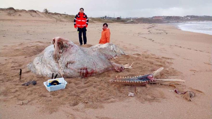 Restos del cachalote aparecido en la playa de A Lanzada. // Muñiz