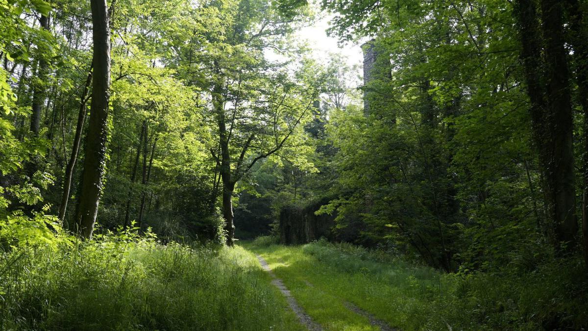 Uno de los paseos del bosque del Fulminato, que se quiere convertir en un jardín botánico. | MARIO CANTELI