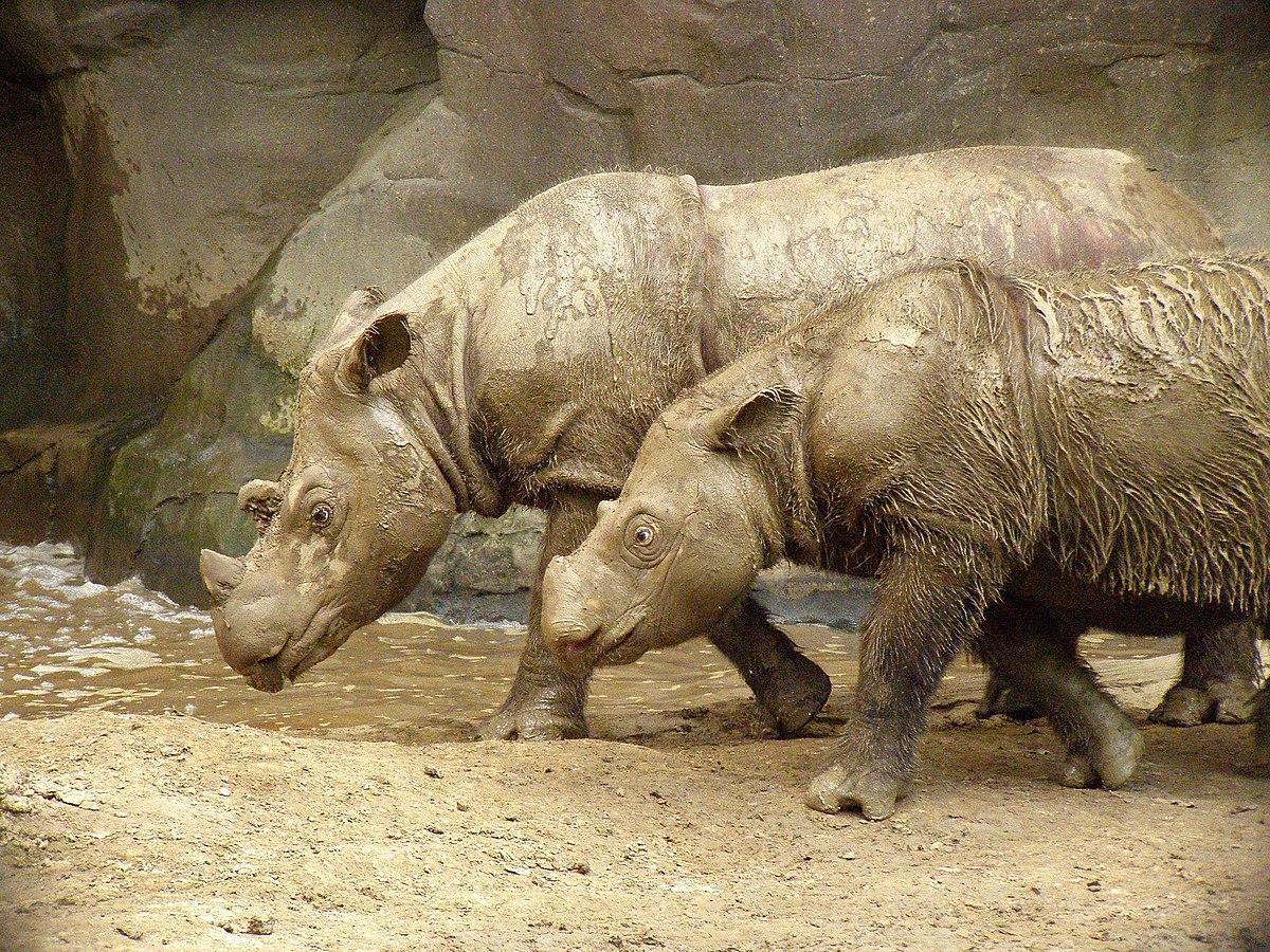 Rinocerontes de Sumatra