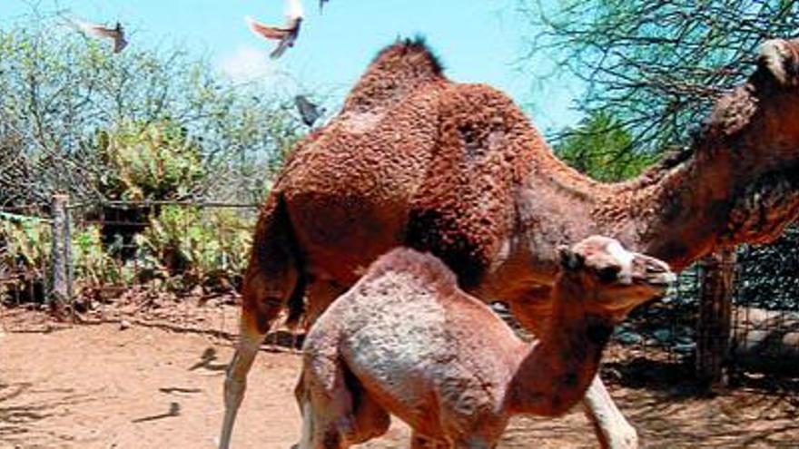 Gran Canaria tiene 155 camellos de raza autóctona