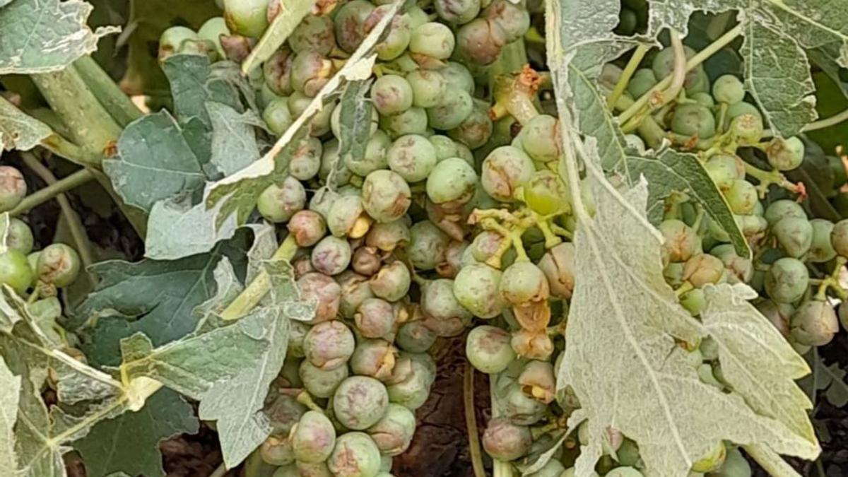 Viñedos tras la tormenta del martes. | COAG