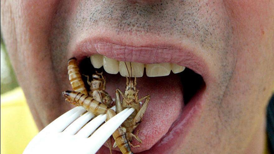 Insectos, ¿la dieta ideal?