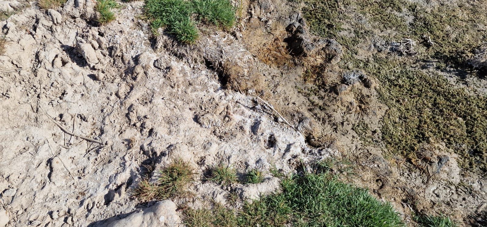 Efectos de la sequía sobre cultivos de cereal y montes en la Junquera, El Moralejo (Caravaca de la Cruz).