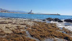 Algas invasoras en las costas de Málaga.