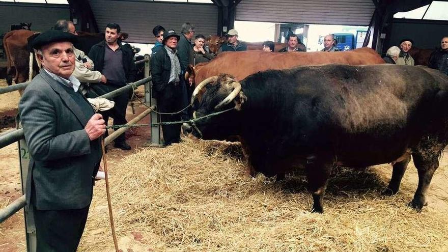 Roxa y Moura, en la subasta de ganado de la Central Agropecuaria de Silleda.