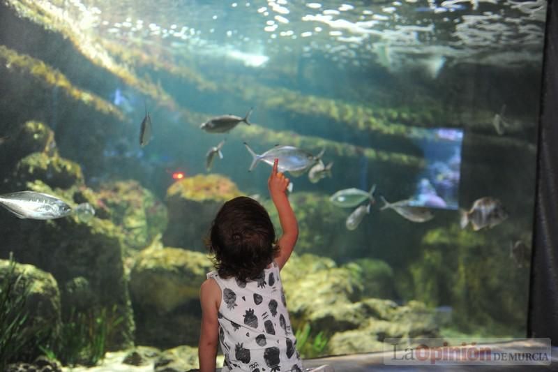 El acuario de la UMU albergará las especies emblemáticas del Mar Menor