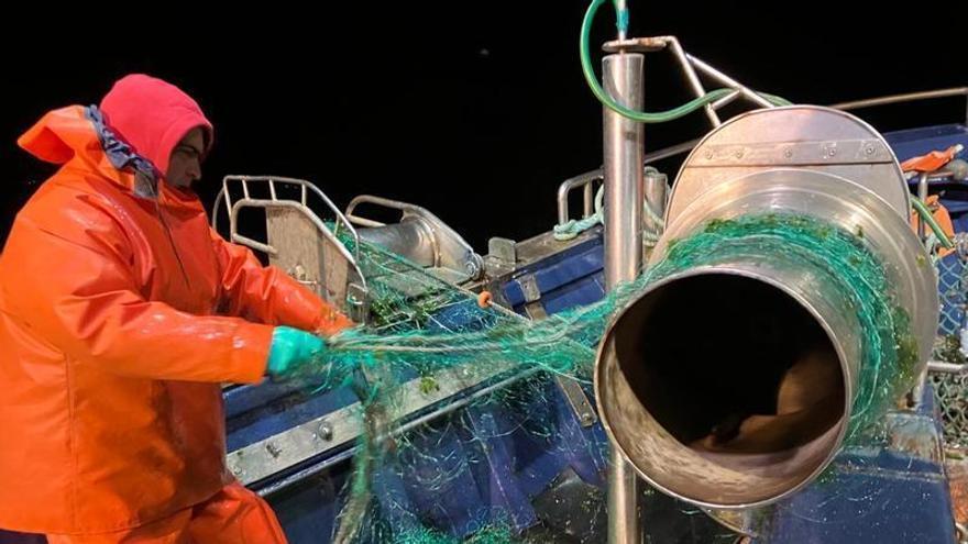 Arranca la campaña del centollo, &quot;el rey de los mariscos&quot;