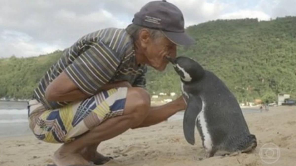 La historia de amistad entre un pingüino y su salvador