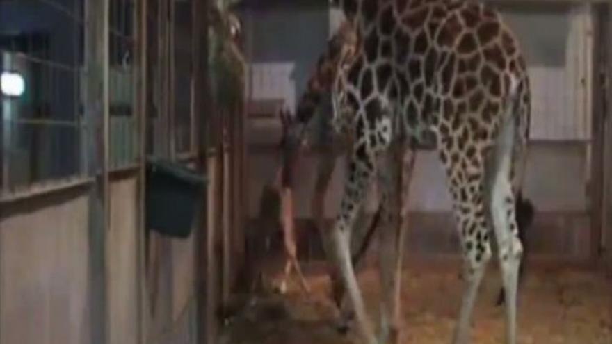 Nace una jirafa Baringo, que albergará el Bioparc de Valencia