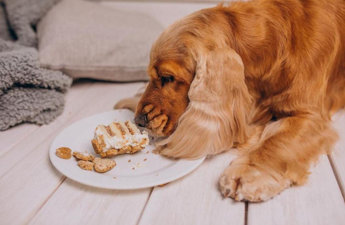 Els aliments ultraprocessats estan desaconsellats per les mascotes