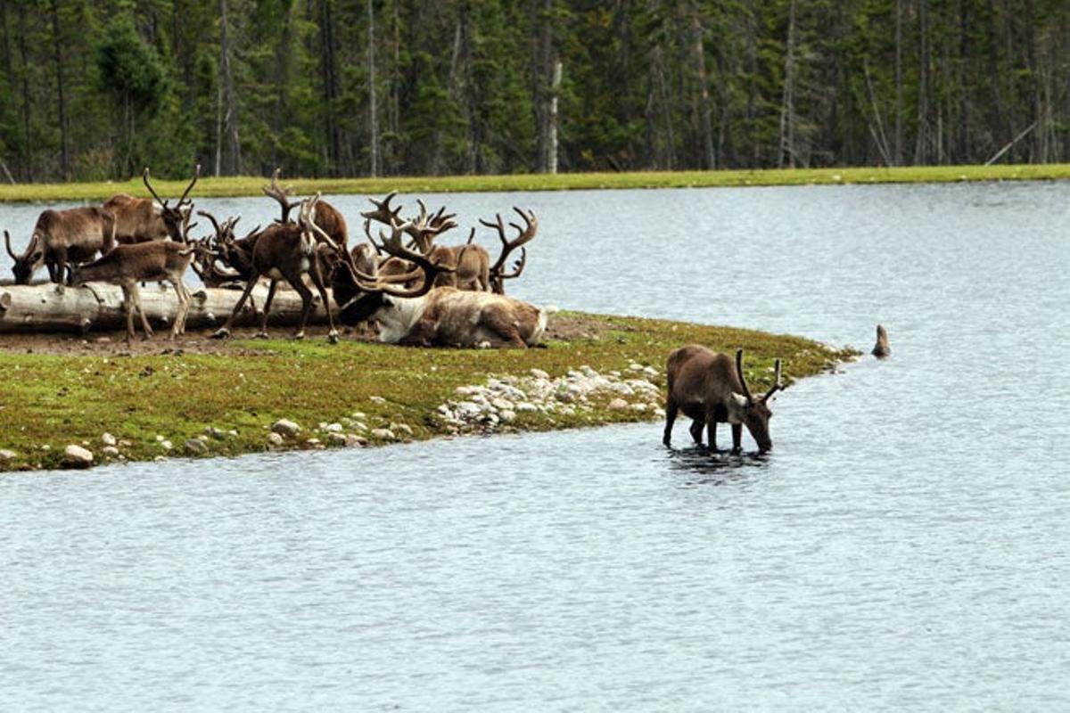 Lago Reindeer