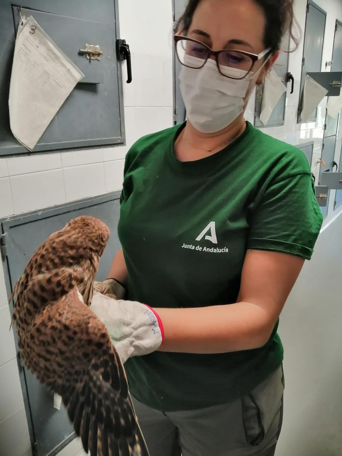 El cernícalo recuperado siendo examinado por su cuidadora.