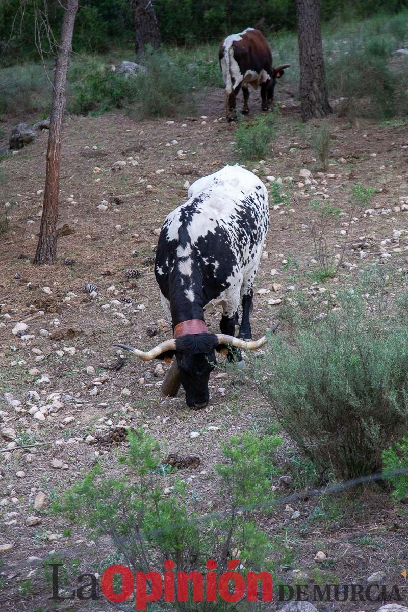 Primer encierro Fiestas de Moratalla