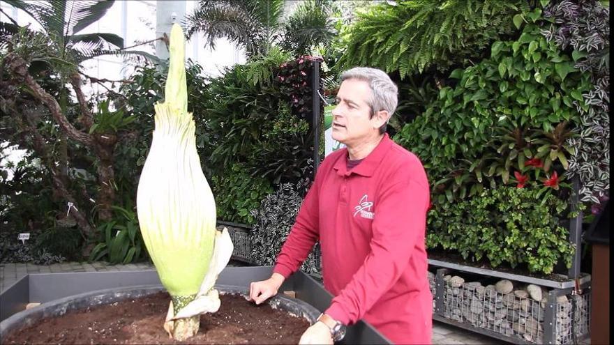 El Orquidario de Estepona espera la floración de la flor más grande del mundo