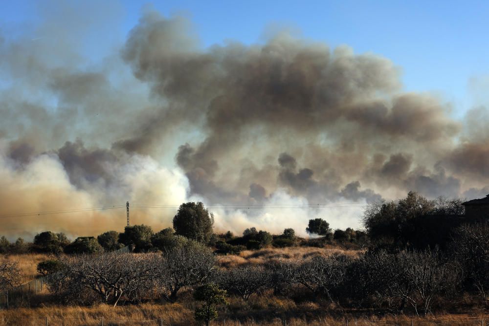 Incendio forestal en el Marjal dels Moros en Sagunt