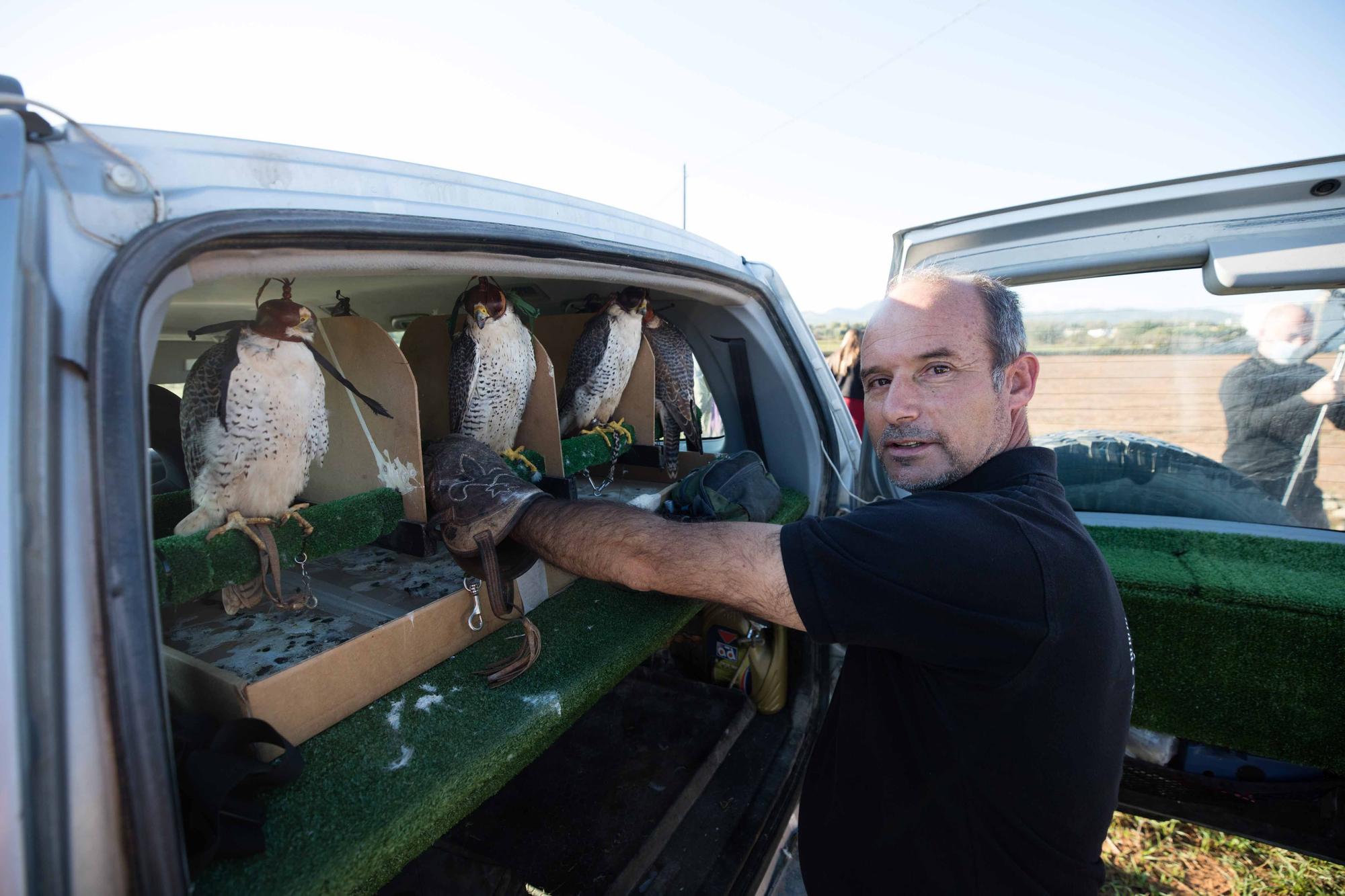 Halcones contra torcaces en Ibiza