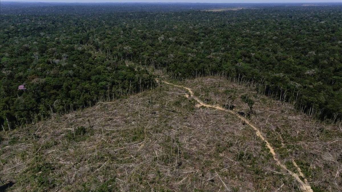 Zona deforestada de la Amazonia en Brasil.