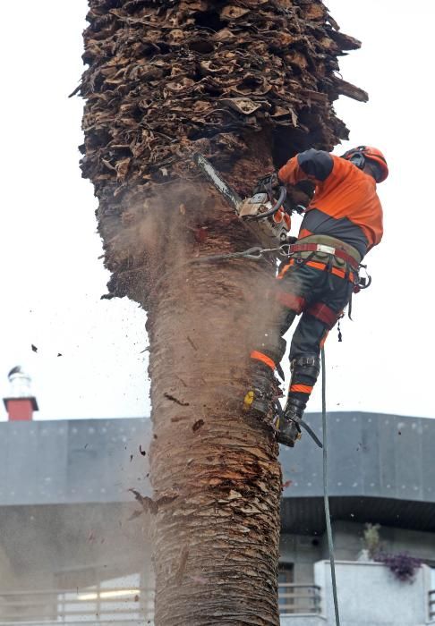 El picudo rojo continúa haciendo estragos en Vigo