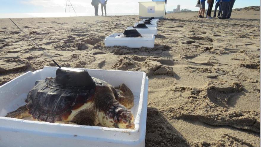 Instante de la suelta de las tortugas en El Saler.