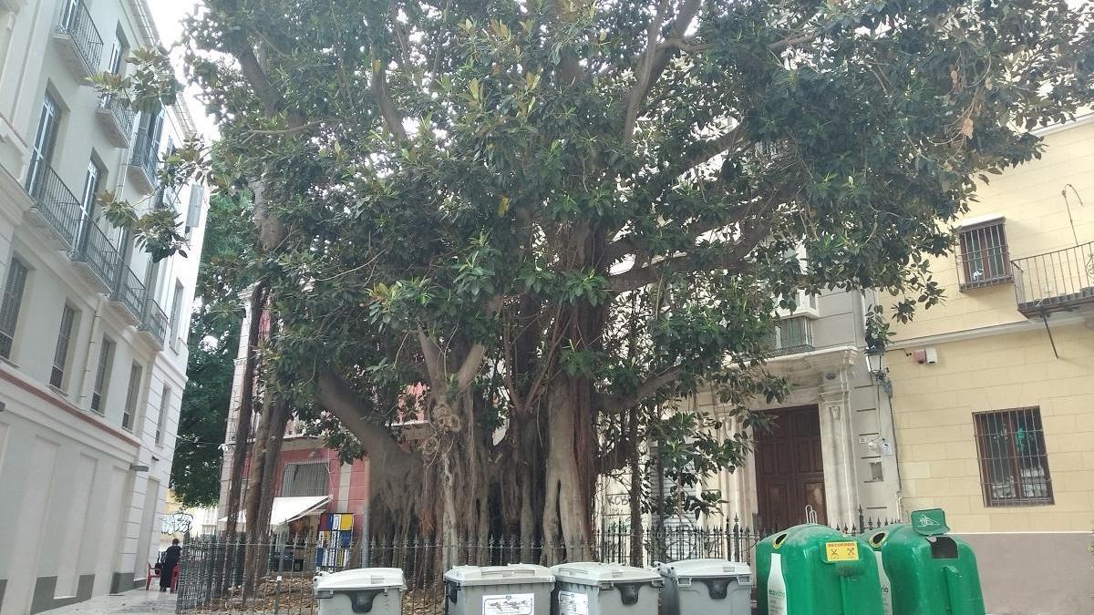 El ficus de la plaza del Teatro y sus contenedores