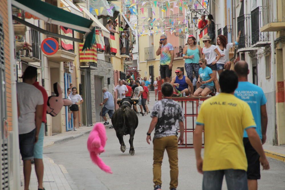 Tibi celebra su tradicional "Entrà de la Vaca"