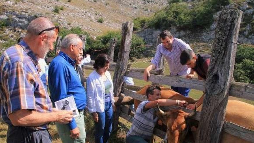 Colocación del collar a una vaca, ayer en Motera La Robla, en presencia de ganaderos, autoridades e investigadores.