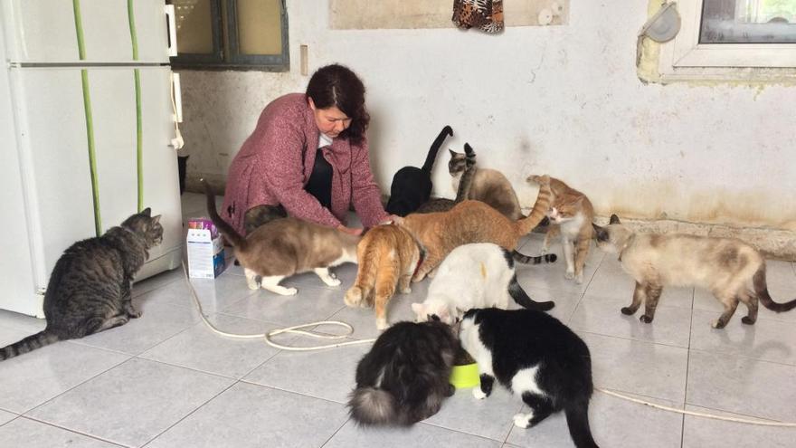 Gatos en la casa de Isabela Ciurcea en una imagen de archivo.