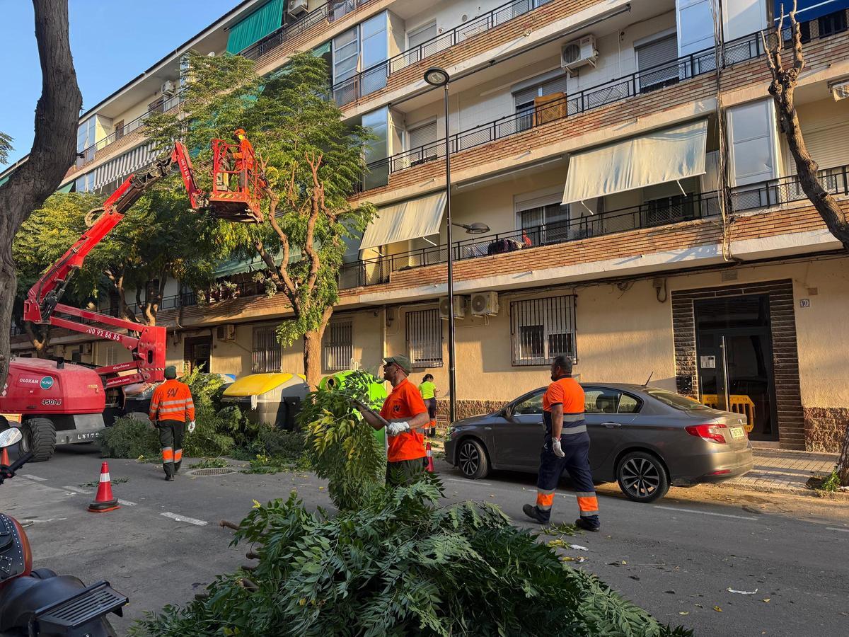 Mantenimiento de arbolado.
