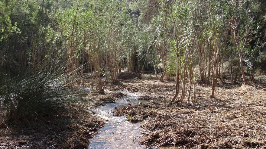 El río Chícamo, un oasis único en la Región de Murcia que lucha contra especies invasoras, urbanismo ilegal y abandono rural