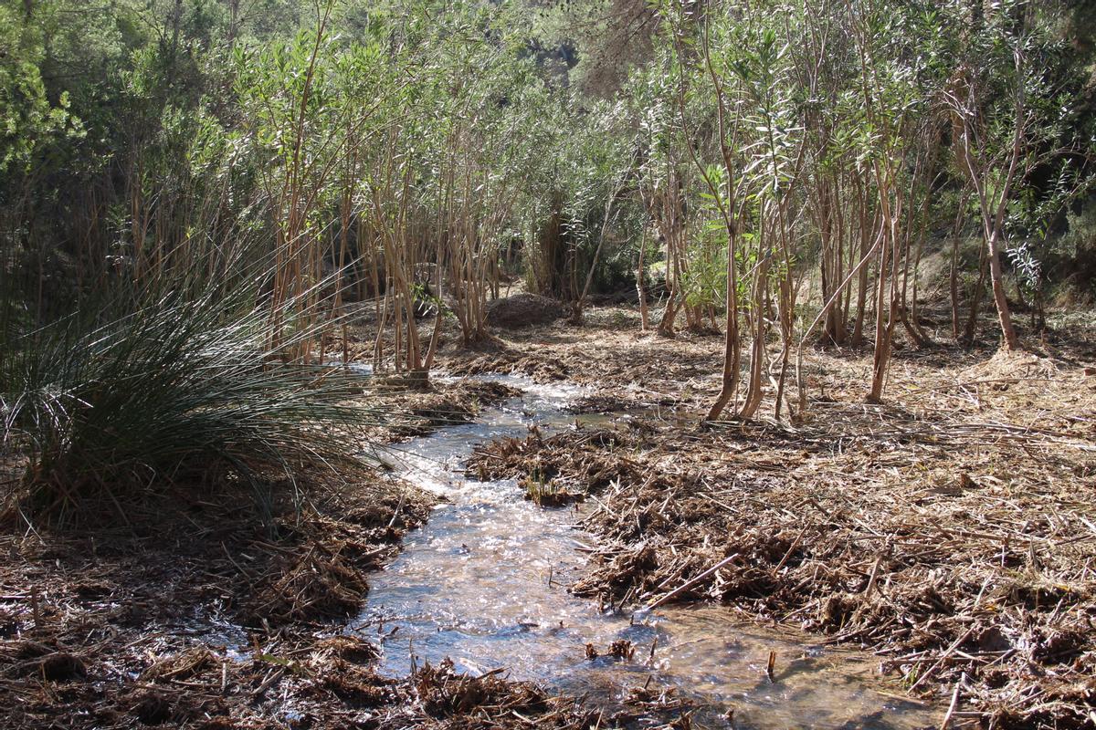El río Chícamo fue declarado como Reserva Natural Fluvial, la única con esta distinción en toda la Región de Murcia.