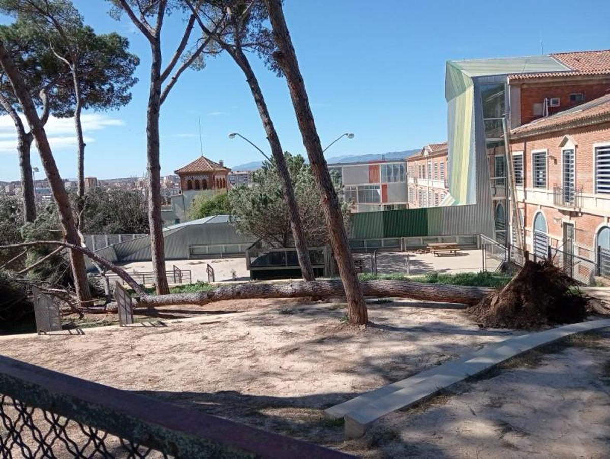El pi caigut a la pineda de l'escola Annexa.