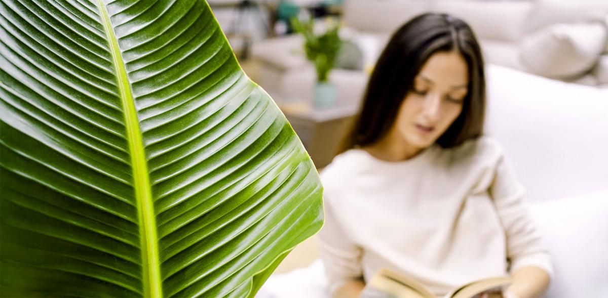Plantas en casa decoración: strelitzia