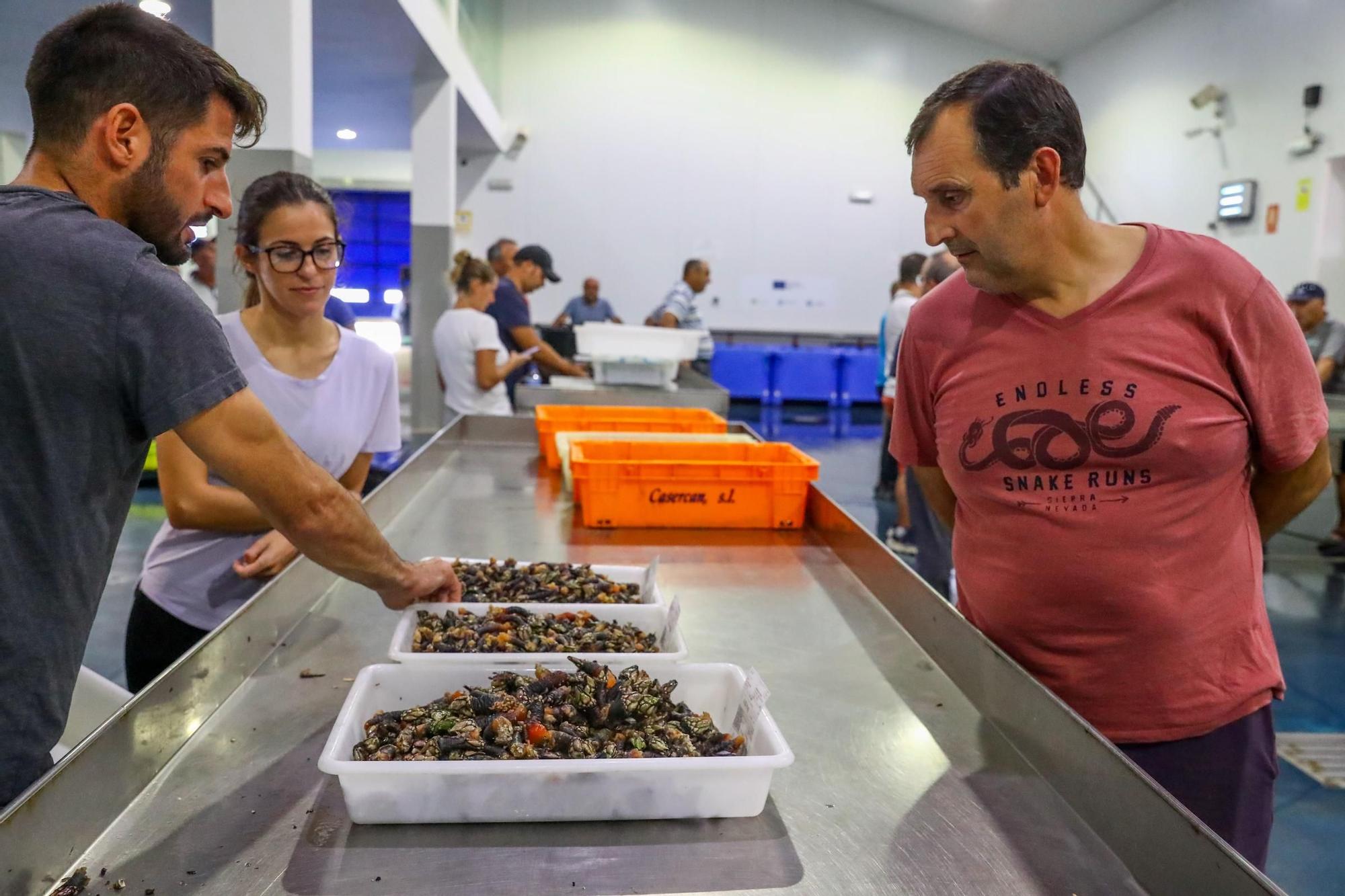 Los últimos retoques de la Festa do Marisco de O Grove.