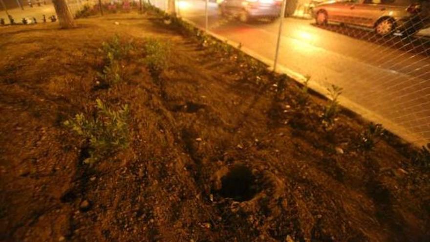 Huecos de las plantas arrancadas en la zona verde de la calle Orión.