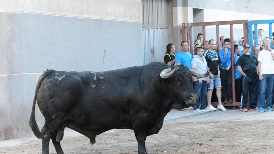 La Vall se llena de aficionados para ver el toro de Cuadri de 770 kilos