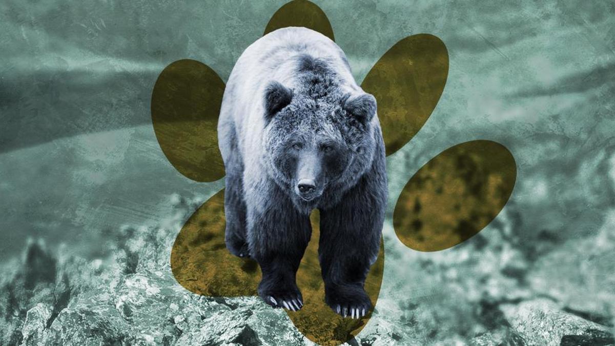 ¿Cuántos osos hay en la Cordillera Cantábrica? Un estudio constata que la población sigue creciendo.