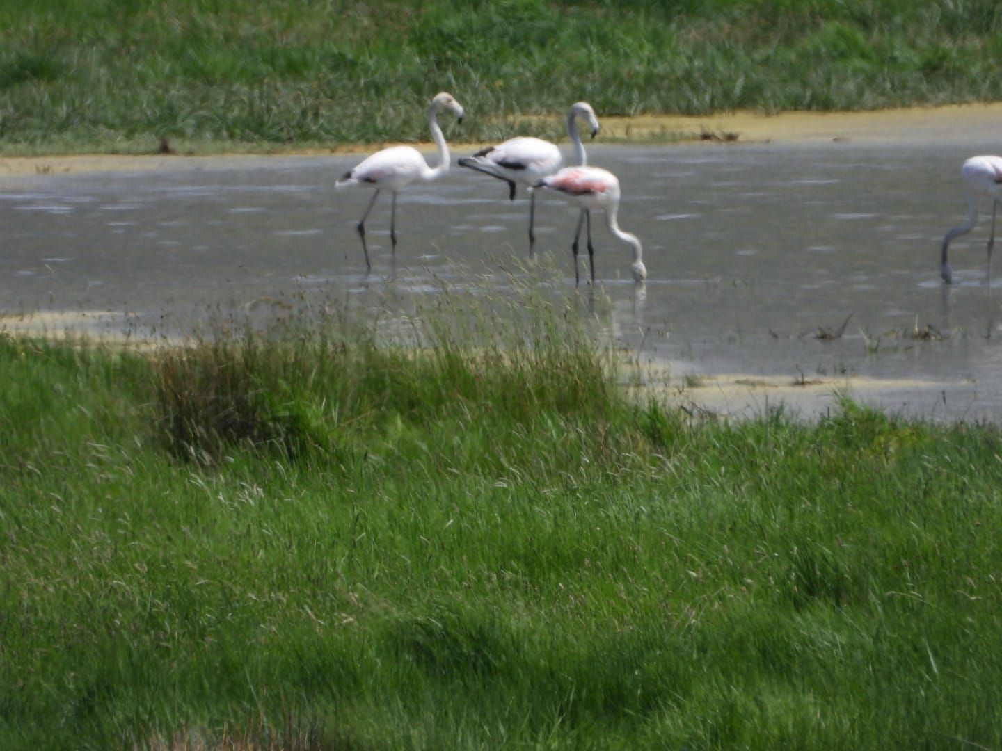 Aves en la Laguna de Gallocanta