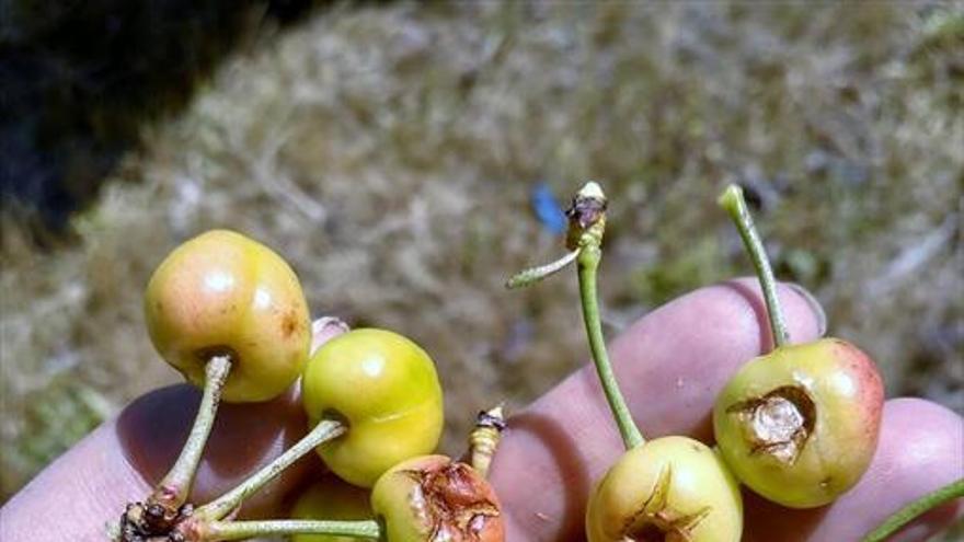 El granizo causa graves pérdidas en la cosecha de cerezas, según Upa-Uce